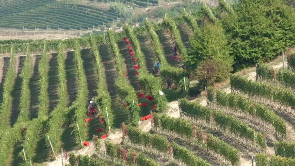 Cosecha Viñedos Por Agricultores Que Trabajan Viticultura Recogiendo Uvas Vid — Vídeo de stock