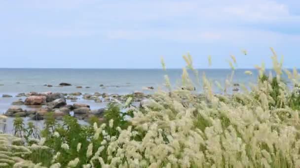 Osady Poruszają Się Wietrze Przez Kamienisty Brzeg Otwartego Oceanu Blisko — Wideo stockowe