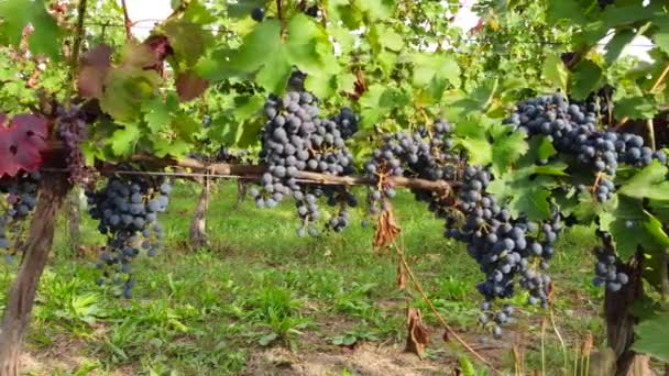 Vinho Tinto Uvas Maduras Campo Agricultura Vinha — Vídeo de Stock