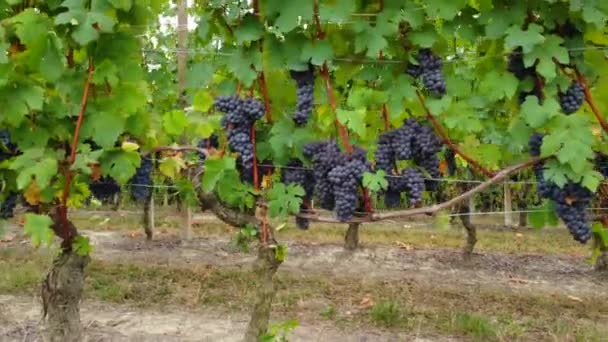 Vigneto Campo Con Uva Vino Rosso Maturo Agricoltura — Video Stock