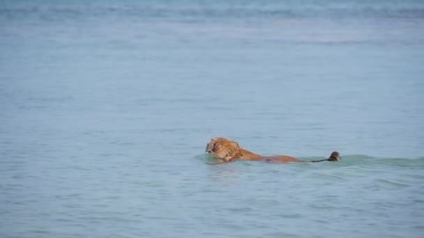 在阳光明媚的日子 金毛猎犬在蓝色的大海中游泳 — 图库视频影像