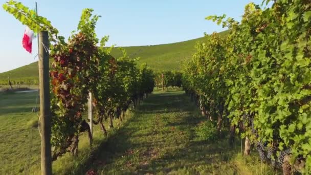 Vinice Červenými Vinnými Hrozny Zemědělské Pole Langhe Piemont — Stock video
