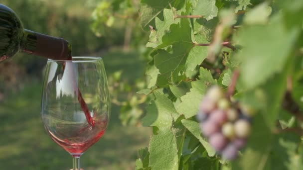 Nalanie Czerwonego Wina Winnicach Winorośli Zwolnionym Tempie — Wideo stockowe