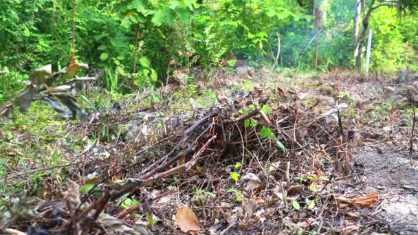 Fire Smoke Burning Grass Bush Field Thailand — Stock Video