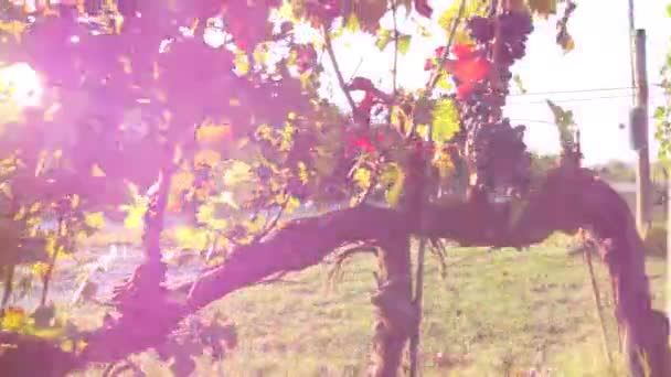 Wijngaard Met Rode Wijndruiven Landbouw — Stockvideo