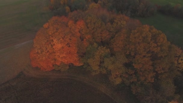 Západ Slunce Světlo Osvětlené Barevné Stromy Slunném Podzimním Večeru Letecký — Stock video