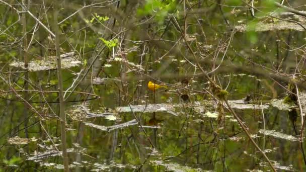 Ландшафтний Знімок Крихітного Американського Жовтого Боксера Setophaga Petechia Дме Гілці — стокове відео