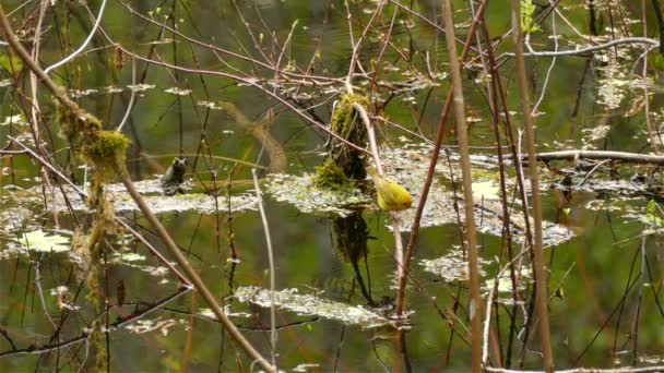 美丽的美洲小黄莺 栖息在从沼泽湖中挤出的一条枝条上 倒映着美丽的水 最后飞走了 静止不动的野生动物鸟鸣叫着 — 图库视频影像