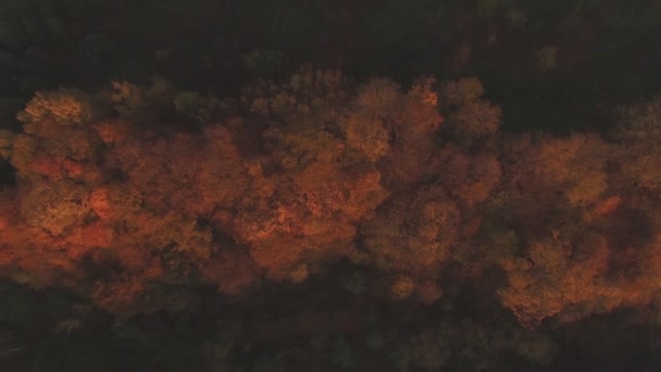在一个阳光明媚的秋夜 日落时分 阳光照耀着五彩斑斓的树木 空中左翼跟踪射击 — 图库视频影像