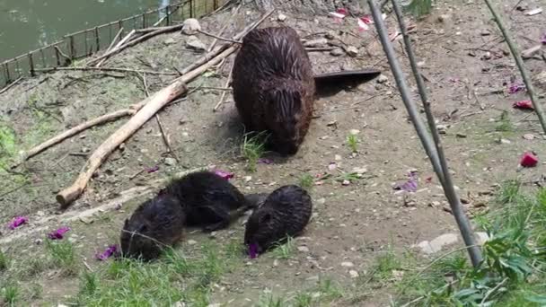 Grupo Beavers Mãe Com Bebê — Vídeo de Stock