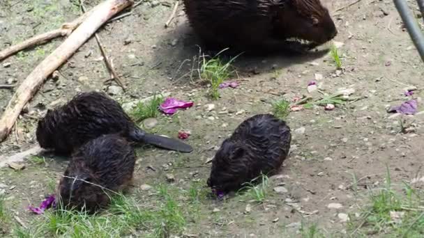 Bebé Castor Almoçar Família Nutria — Vídeo de Stock