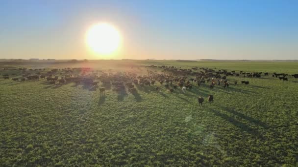 Laag Naar Voren Vliegend Naar Een Gigantische Kudde Aberdeen Angus — Stockvideo