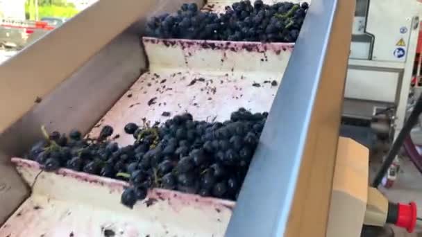 Uvas Tintas Una Cinta Transportadora Bodega Industria Producción Vino — Vídeos de Stock