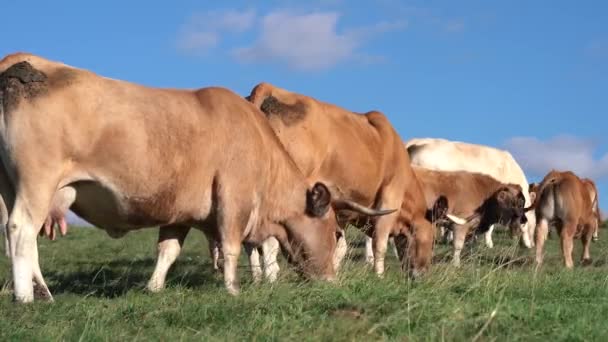 Herd Aubrac Βοοειδή Στο Πεδίο Βόσκηση Μια Ηλιόλουστη Μέρα Μεσαία — Αρχείο Βίντεο