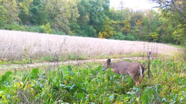 Whitetail Deer Wandelen Door Een Perceel Voedsel Buurt Van Een — Stockvideo