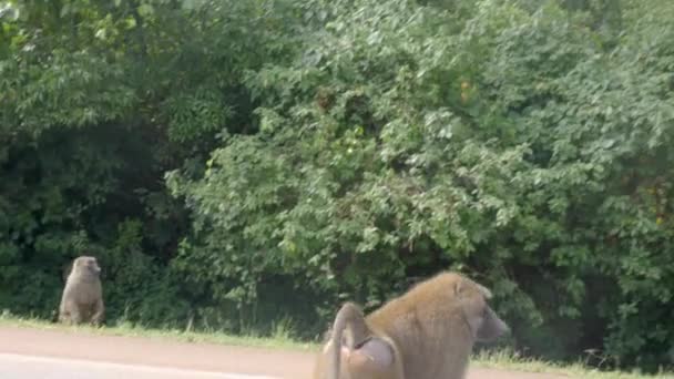 Babuino Casi Atropellado Por Coche África Rural — Vídeos de Stock