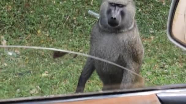 Ein Großer Männlicher Pavian Blickt Afrika Ein Auto Straßenrand — Stockvideo