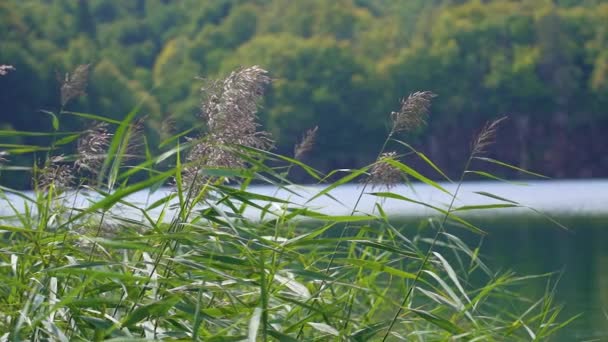 Zpomalený Pohled Jezero Uprostřed Lesa Zelené Rákosí Soustředilo Popředí Stříbrná — Stock video