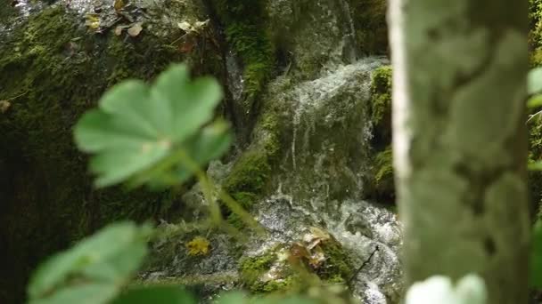 Petite Montagne Rivière Forêt Cascade Des Éclaboussures Gros Plan Ruisseau — Video