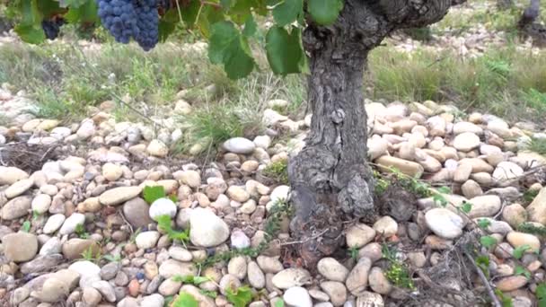 Trauben Von Grenache Trauben Auf Einem Weinberg Südfrankreich — Stockvideo