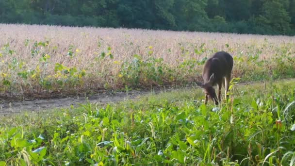 Whitetail Deer Eten Van Een Voedselperceel Buurt Van Een Soja — Stockvideo