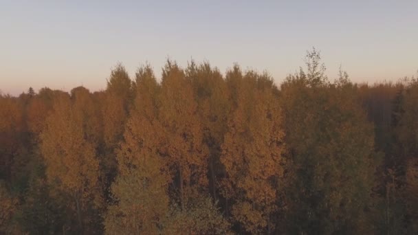 五彩斑斓的秋夜森林 空中俯冲式俯冲铅球 — 图库视频影像