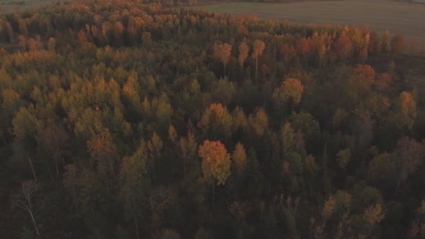 Forêt Multicolore Soirée Automne Tir Pistage Aérien Droit — Video
