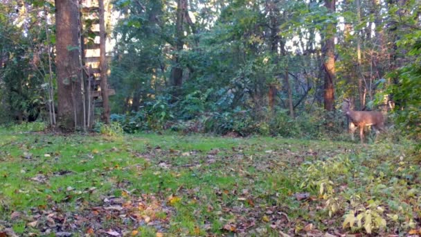 Joven Ciervo Cola Blanca Mirando Cautelosamente Alrededor Caminando Claro Bosque — Vídeo de stock