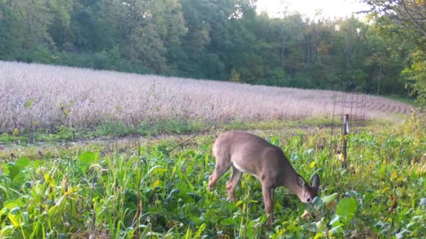 Whitetail Veado Mastigando Rabanetes Uma Parcela Alimentos Perto Campo Soja — Vídeo de Stock