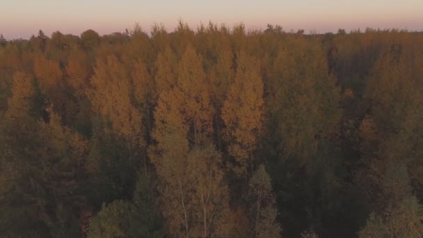 Forêt Colorée Soirée Automne Fusillade Aérienne Vers Arrière — Video