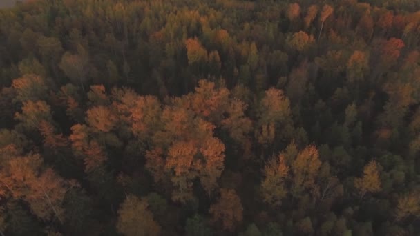 Mnohobarevné Vrcholky Listnatého Stromu Podzimním Večeru Snímek Sledování Antény — Stock video