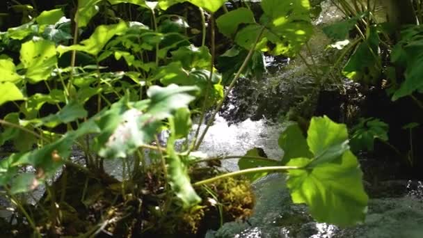 Malý Lesní Říční Potok Tekoucí Přes Terén Skály Voda Třpytí — Stock video