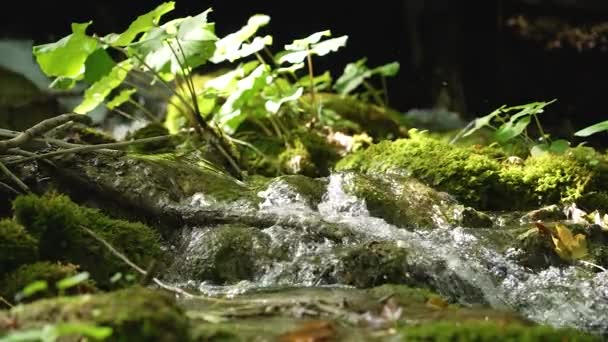 Mały Leśny Potok Rzeczny Przepływający Nad Skałami Gałęziami Zamknąć Rozprysk — Wideo stockowe