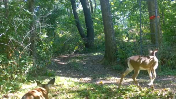 Vrouwelijke Whitetail Deer Met Haar Jaarling Wandelen Een Open Plek — Stockvideo