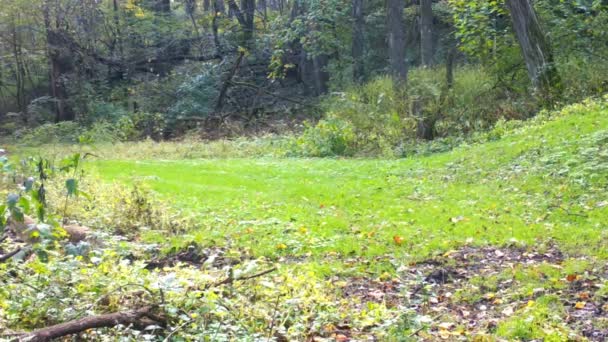 イリノイ州中央部の晴れた秋の午後に森の中をゆっくりと歩く赤いキツネ 野生生物や野生生物の管理の概念 — ストック動画