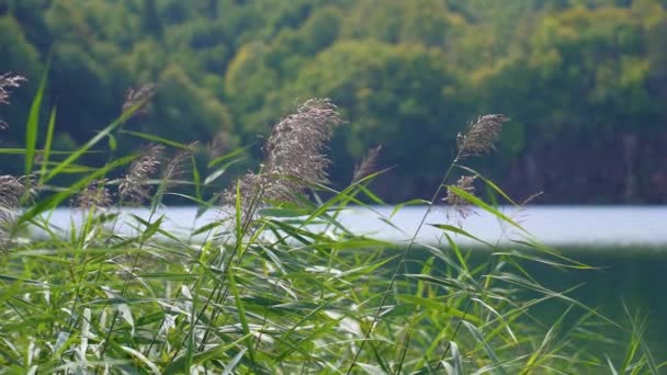 森の中の湖のスローモーションビュー 緑の葦の前景に焦点を当てた シルバーフォックス背の高い草の光の風に揺れる — ストック動画