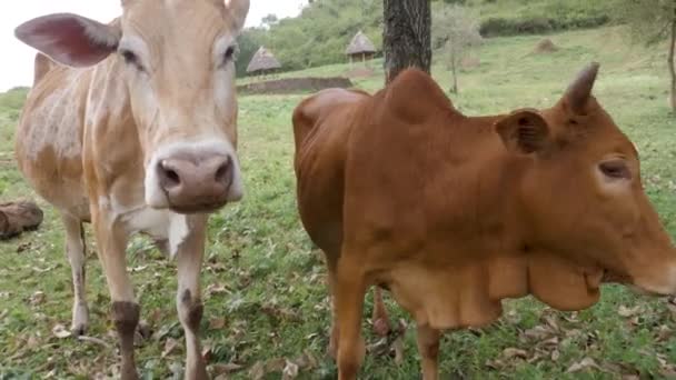 African Cattle Close Rural Uganda — Stock Video