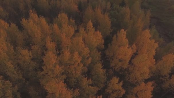 Kolorowe Wierzchołki Drzew Liściastych Jesienią Wieczorem Strzał Łuku Lotniczego — Wideo stockowe