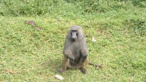 Ένας Αρσενικός Πίθηκος Της Ελιάς Κάθεται Στο Γρασίδι Ξύνοντας Τον — Αρχείο Βίντεο