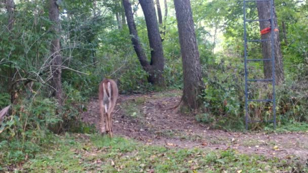 Två Hondjur Whitetail Deer Långsamt Över Glänta Skogen Början Hösten — Stockvideo