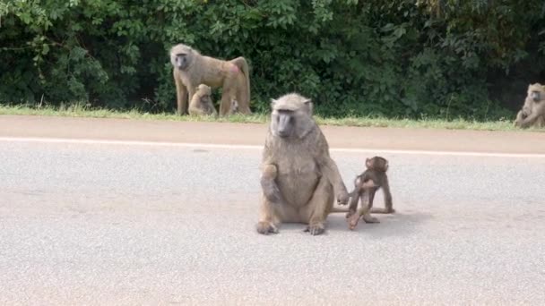 Mother Olive Baboon Infant Road Rural Africa — Stock Video