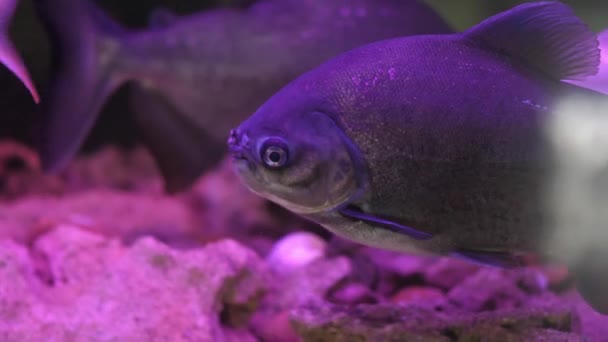 Peixe Cinzento Nadando Tanque Peixes Sob Luz Roxa — Vídeo de Stock