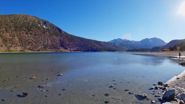 Lac Juin Avec Canard Nageant Dans Les Eaux Claires Peu — Video