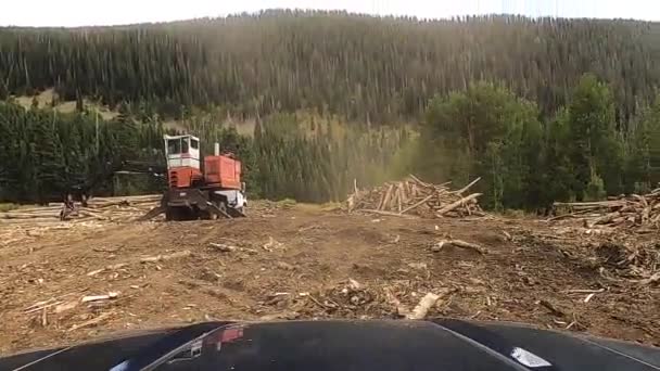 Área Desmatamento Com Equipamentos Industriais Vacas Dirigindo Para Trás Tiro — Vídeo de Stock