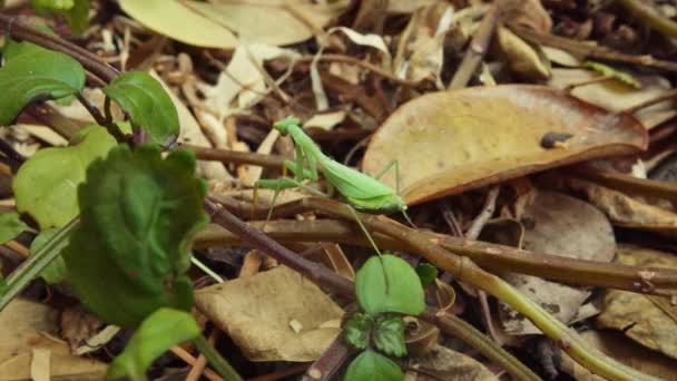 Close European Mantis Mantis Religiosa Langzaam Lopend Plant Wijnstokken Bosvloer — Stockvideo