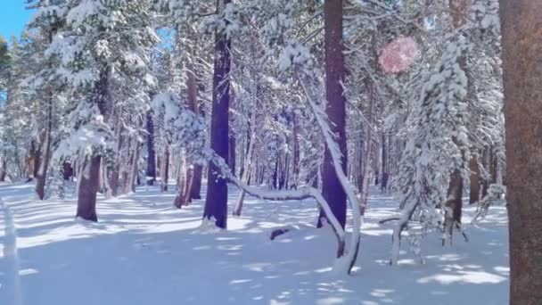 マンモス湖 カリフォルニア州 米国の晴れた日のウォーキングパスの横にある雪に覆われた森林 — ストック動画