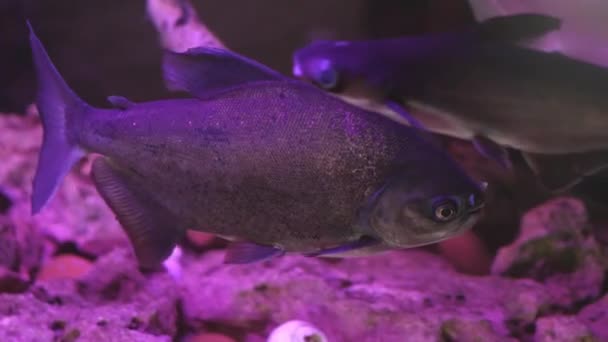 Verscheidenheid Van Tropische Vissen Zwemmen Rond Aquarium Tank Purple Light — Stockvideo