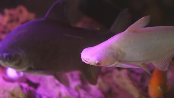 Poissons Tropicaux Nageant Dans Réservoir Aquarium Sous Lumière Violette — Video