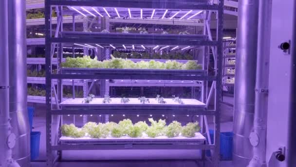 Agricultura Sustentável Hidropônica Vertical Com Luzes Led Roxas Alface Crescimento — Vídeo de Stock