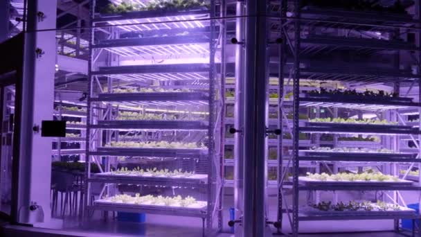 Extérieur Bâtiment Ferme Vertical Les Plantes Poussent Sur Hydroponique Avec — Video